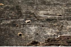 Photo Textures of Wood